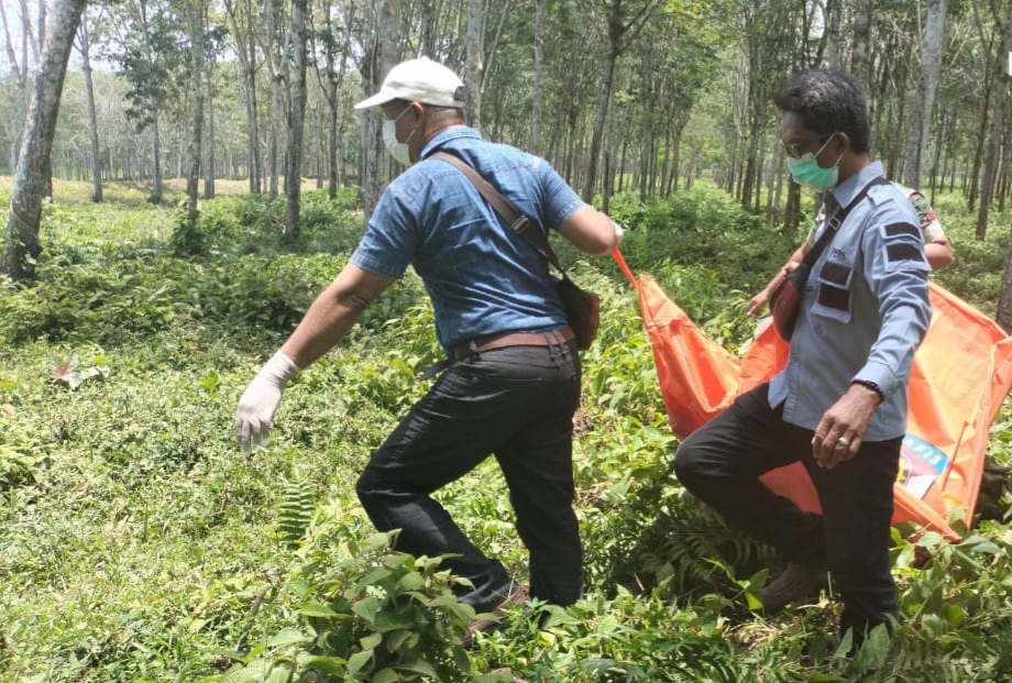 Ket.gbr: Mayat wanita tanpa busana saat dievakuasi dari areal kebun PT Bridgestone, Kamis (31/8).(ist).