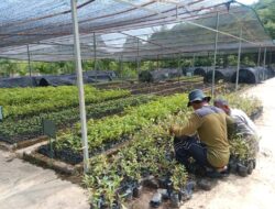 Aceh Besar Terima 1.000 Bibit Untuk Penghijauan