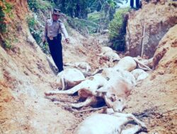 Diduga Keracunan, 13 Lembu Warga Mati Di Perkebunan