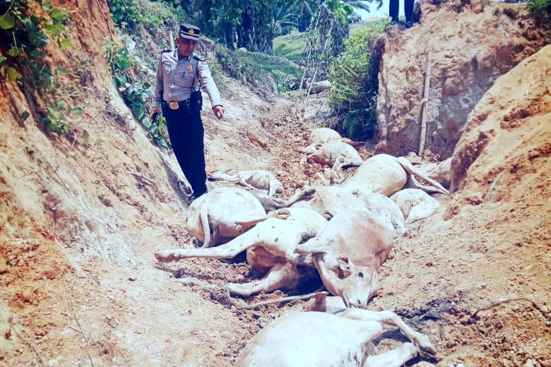Sekitar 13 ekor lembu mati diduga memakan rumput yang diberi racun di areal perkebunan Afd II, Kebun Sei Silau PTPN III, Dusun IV, Desa Sei Silau Timur, Kec Buntu Pane, Kab Asahan. (Ist).