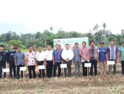 Bupati Tapsel Hadiri Panen Perdana Bawang Merah di Arse