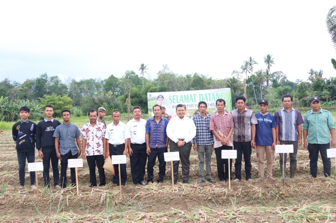 Berita Sore/Birong RT Teks poto: Bupati Tapanuli Selatan, Dolly Pasaribu menghadiri panen perdana bawang merah kelompok tani (Koptan) Tunas Muda di Kelurahan Arse Nauli, Kec. Arse, Kab.Tapsel, Rabu (20/9).