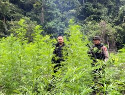Tim Satres Narkoba Temukan 4 Ha Ladang Ganja Di Beutong Ateuh