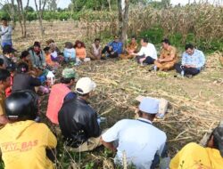 Jagung Berbuah Manis, Poktan Terimakasih Kepada Pemerintah