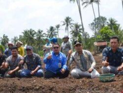 Sekdako P.Sidimpuan Hadiri Tanam Perdana Bawang Merah