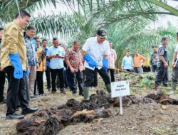 Limbah Sawit Alternatif Atasi Kelangkaan Pupuk