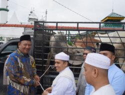 Haul ke-100 Tuan Guru Babussalam, Plt Bupati Langkat Serahkan Tiga Ekor Sapi