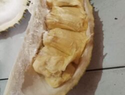 Durian Madina, Pilih Durian Putih  Atau Warna Kuning?
