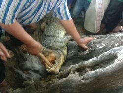 Geger Warga Batubara Diserang Buaya