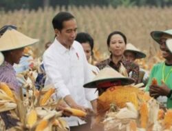 Jokowi Siapkan 1,7 Juta Ton Pupuk  Subsidi
