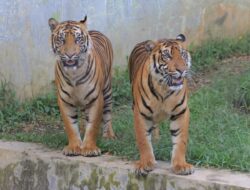 Harimau Sumatera Mati Di Medan Zoo