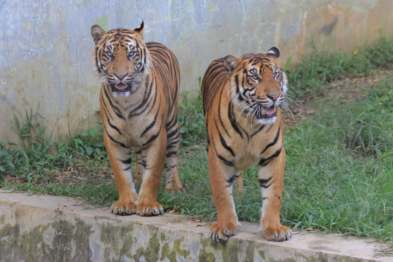 Teks foto : Dua ekor harimau yang ada di Medan Zoo (Berita Sore/ Zulfan Dalimunthe)