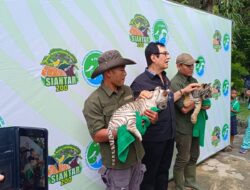 Rahmat Shah Bangga Kelahiran Dua Anak Harimau Benggala di Siantar Zoo