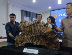 Jual Kulit Harimau Kepada Polisi, Dua Warga Karo Diringkus