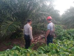 Karyawan PT Socfindo Tanah Gambus  Temukan Mayat di Lahan Kebun