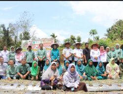 Bupati dan Ketua TP PKK Tapsel Panen Perdana Bawang Merah di Desa Simaninggir