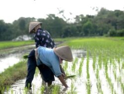 Mentan Khawatirkan Indonesia Masuk Kategori Darurat Pangan