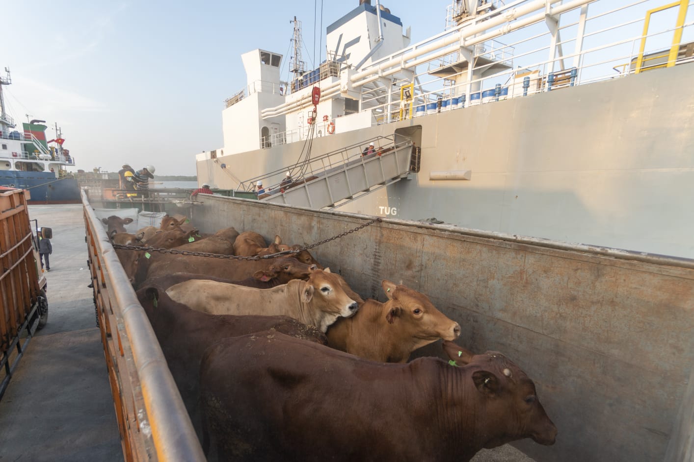 Kapal Girolando Express, membawa sebanyak 1.135 ekor sapi dari Australia yang tiba pada hari Kamis, 28 Maret 2024 di Pelabuhan Belawan, Kota Medan. PT. Pelindo Multi Terminal melakukan pelayanan terhadap komoditi hewan ternak sapi ini sebagai wujud SPMT dalam mendukung kelancaran logistik di wilayah Sumatera Utara.