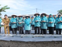 TP-PKK Asahan Ikut Gerakan Tanam Cabai Serentak