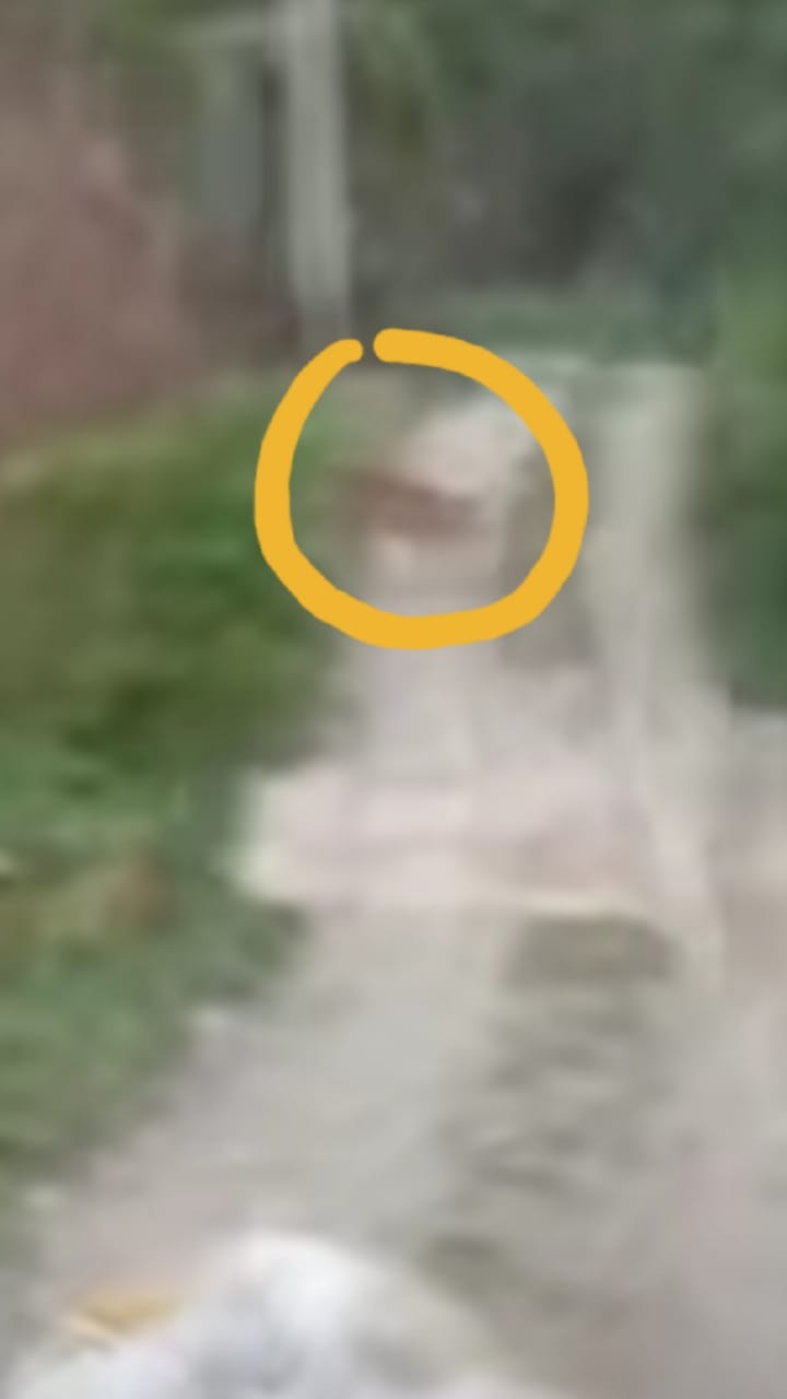 Teks Foto/Beritasore/ist  Warga merekam kehadiran Harimau Sumatera di salah satu kawasan perkebunan di Langkat, kemarin.