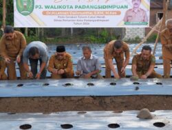 Pemko Padangsidimpuan dan Poktan Dos Niroha Tanam Bibit Cabai Merah di Hutaimbaru