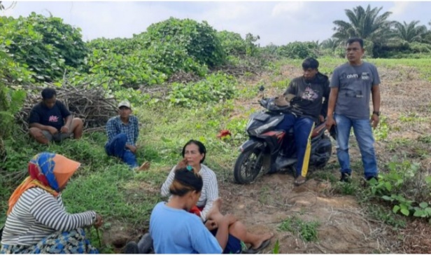 Berita Sore/alirsyah Pertapakan perkantoran milik Pemkab Batubara yang ditanamii ubi.