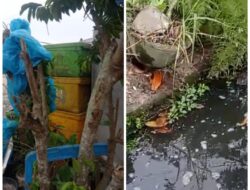 Pengepul Kipang Dibatubara Diduga Cemari Lingkungan