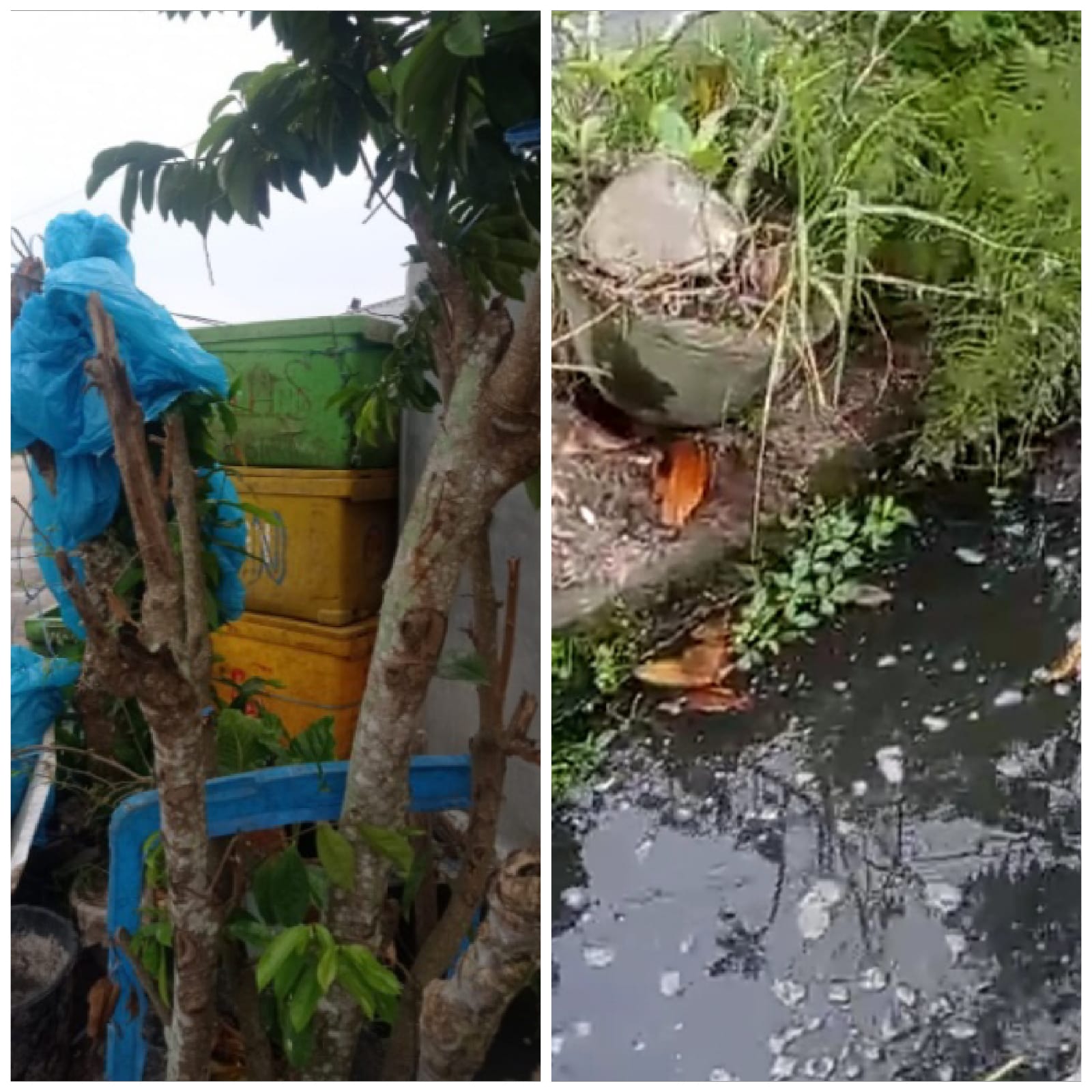 Teks fhoto: Usaha pengumpul Kipang diduga cemari lingkungan Kampung Nipah Kelurahan Labuhan Ruku Kecamatan Talawi Kabupaten Batubara Propinsi Sumatera Utara Minggu (12/5-2024).beritasore (tim)