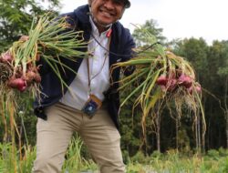 INALUM Panen Raya Bawang Dan Cabai