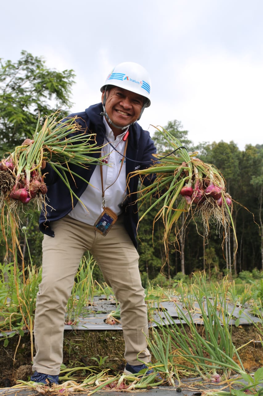 Teks fhoto: Kepala Departemen TJSL/CSR INALUM Daniel Hutauruk panen raya bawang merah dan cabai di Desa Pintu Pohan, Kecamatan Pintu Pohan Meranti, Kabupaten Toba merupakan kolaborasi antara INALUM dan Kelompok Tani Bawang Merah di kawasan perusahaan Sabtu (17/5-2024). beritasore/alirsyah