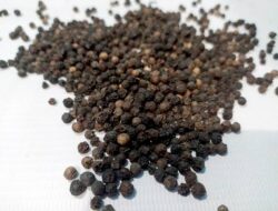 Terindikasi Kuasai Pembelian, KPPU Selidiki Eksportir Lada Hitam Di Lampung