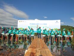 Agincourt Tanam Mangrove, Tebar Bibit Kerang dan Kepiting di Tapteng