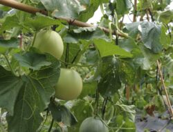 Kelompok Tani Milenial Dan Inalum Rayakan Panen Perdana Melon