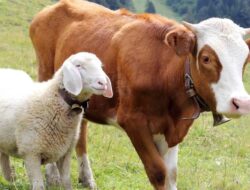 Pemkab Asahan Sembelih 89 Ekor Lembu Dan 23 Ekor Domba Pada Idha 1445 H