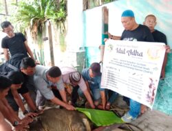 Keluarga DR H Rahmat Shah Sembelih 16 Ekor Sapi dan 4 Kambing Qurban
