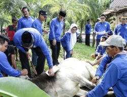 Hari Raya Idul Adha 1445 H, Pemko P.Siantar Sembelih 7 Ekor Sapi Qurban