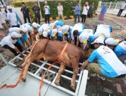 Idul Adha 1445 H, PGN Bagikan 382 Hewan Qurban di Sekitar Wilayah Operasional