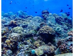 AS – RI Tandatangani Pengalihan Utang Untuk Lindungi Ekosistem Terumbu Karang