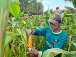 Kisah Sumarno, Petani Jagung  Binaan BSI Maslahat Berhasil Berdayakan Masyarakat