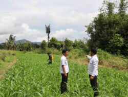 WBP Lapas Narkotika Kelas IIA Pematangsiantar Semprot Tanaman Jagung