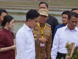 Wapres  Kunjungi Sirapit Langkat,  Percepatan Gerakan Tanam Padi