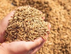 Penjualan Gabah Kering Panen Tertinggi Di Sumut