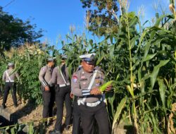 Sat Lantas Polres Nias Panen Jagung, Dukung Ketahanan Pangan