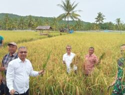 Kab. Nias Salah-satu Peserta Panen Raya Padi Serentak Swasembada Pangan Nasional
