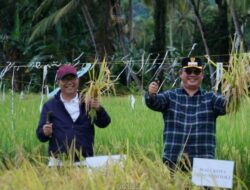Wali Kota dan Wakil Wali Kota Gunungsitoli Ikuti Panen Raya Padi Serentak