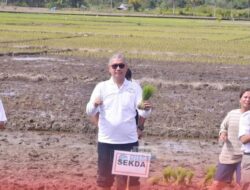 Nias Masuk Gerakan Tanam Padi Serentak Secara Nasional