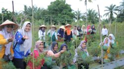 Ketua TP. PKK Asahan Panen Hasil Pemanfaatan Lahan Di Dua Lokasi