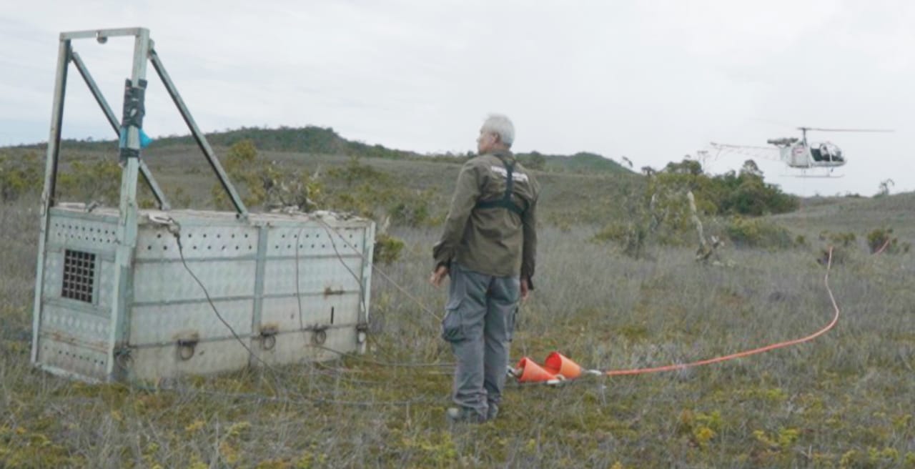 Harimau Sumatra "Senja" saat akan dibawa ke Zona Inti Taman Nasional Gunung Leuser, Aceh, menggunakan helikopter milik PT Agincourt Resources, (ist). 