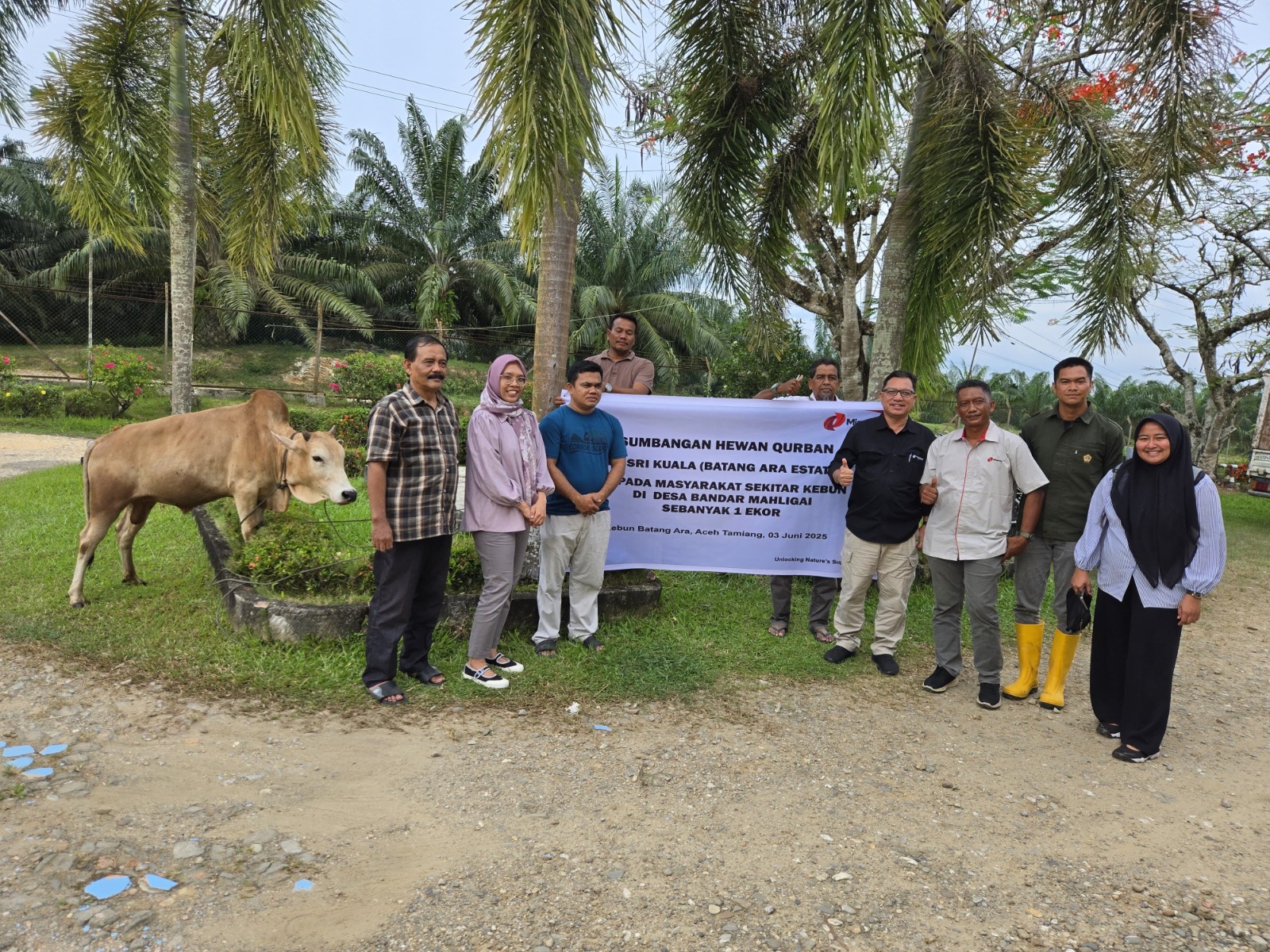 Teks foto : PT PPP dan PT Sri Kuala saat menyerahkan dua ekor sapi qurban untuk masyarakat diseputaran wilayah perusahaan perkebunan kelapa sawit.
