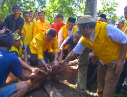 Golkar Sumut Kurban 110 Lembu  4 Kambing, Ijeck: Insya Allah Tahun Depan Lebih Banyak Lagi